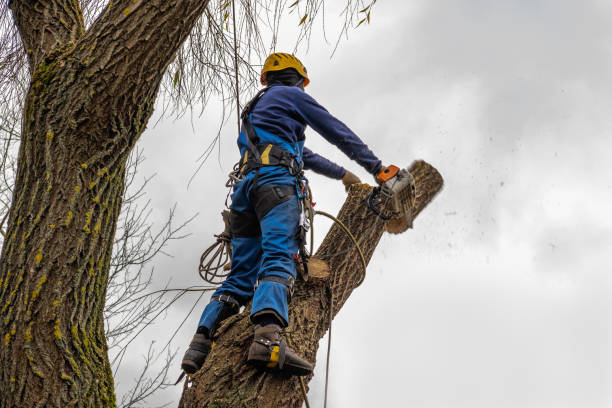 How Our Tree Care Process Works  in  Bryn Mawr Skyway, WA